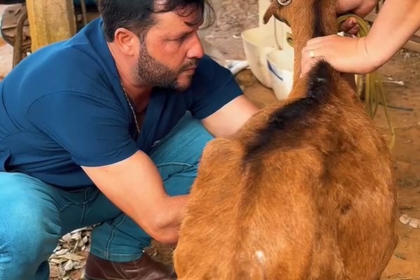 Gestão em Campo leva atendimento veterinário a comunidades rurais