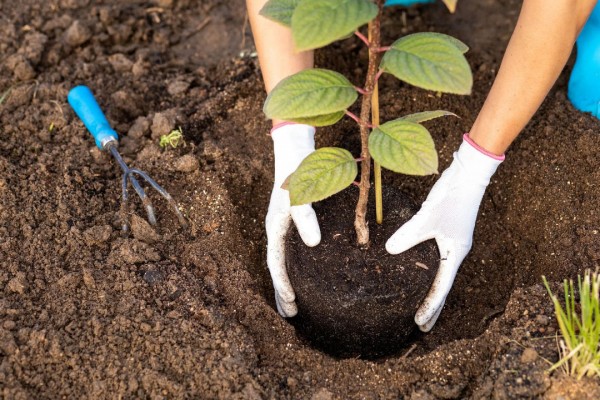 Projeto Glória Mais Verde leva distribuição de mudas ao loteamento Bela Vista