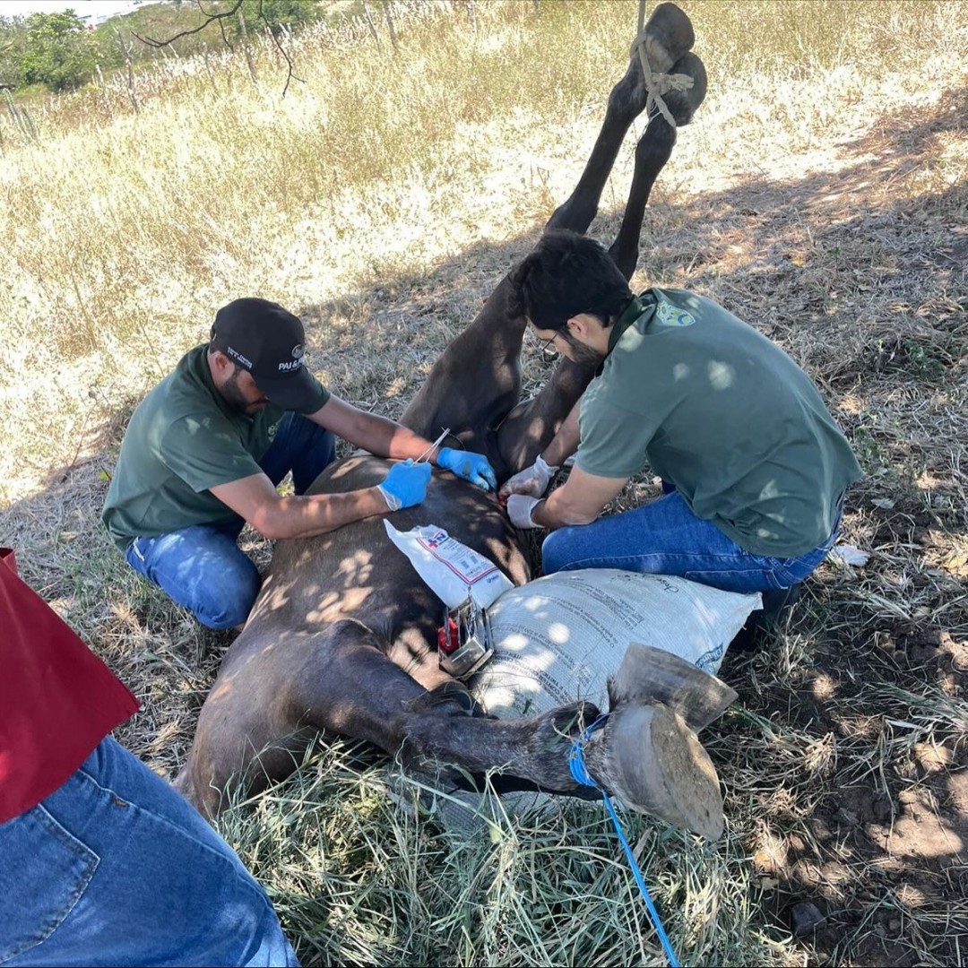 Prefeitura de Glória leva assistência veterinária especializada ao Povoado São Domingos